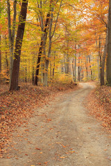 the view on a dirt road in the forest on an autumn day