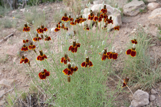 Mexican Hat Flower Ratibida Dry Hillside NM