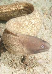 moray eel