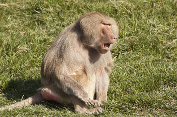 baboon communicating
