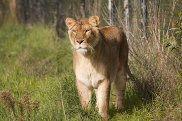 lioness stalking