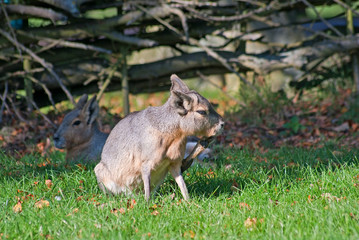 Patagonian mara (Dolichotis patagonum) scratches itself