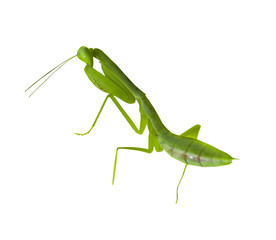 praying mantis