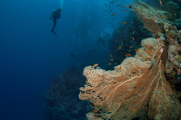 giant sea fan and silouetted scuba diver