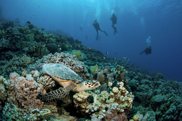 Fototapeta na wymiar żółw morski i płetwonurków na dziewiczych raf koralowych