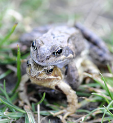 Frogs
