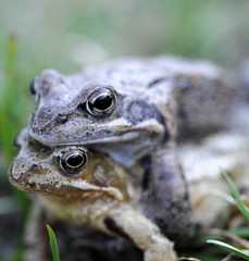 Frogs