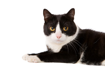 cat lying
