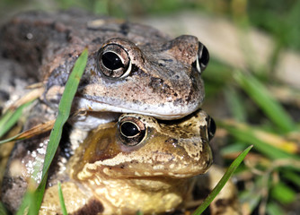Frogs