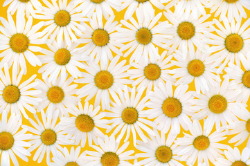 Fresh daisies over yellow background