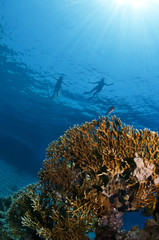 yellow coral and snorkelers on the surface
