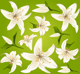 Green abstract background with beautiful flowers