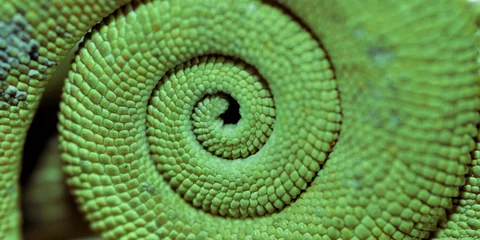 Foto op Plexiglas Kameleon kameleon staart