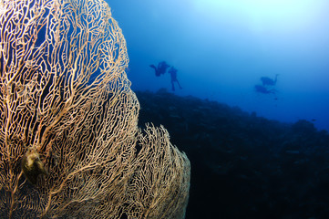 sea fan and silouetted divers