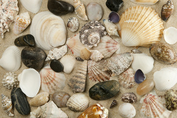 Shells