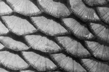 Fish Scale © Zbyszek Nowak