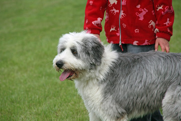 Grau-weisser Mischlingshund