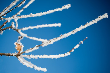 Frozen tree branch in the winter