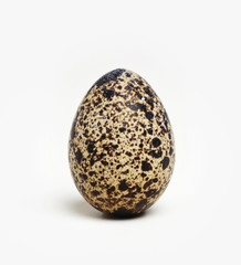 Obraz premium Wachtel Ei groß