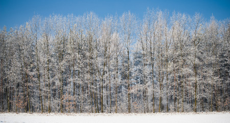 Frozen forest with blue sky above panorama