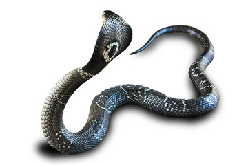 Cobra snake isolated on white background