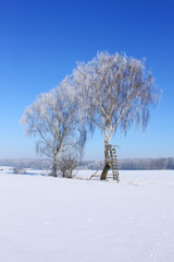 Baum im Winter