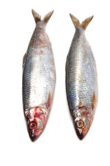 Herrings isolated on a white studio background.