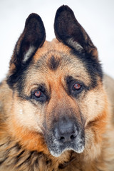Portrait of german shepherd in snow