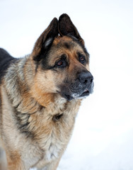 Portrait of german shepherd in snow