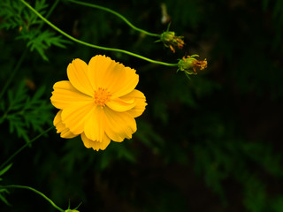 Yellow flower