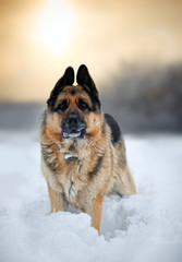 Portrait of german shepherd in snow