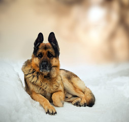Portrait of german shepherd in snow