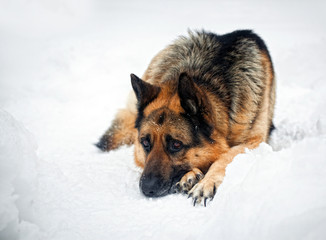 Portrait of german shepherd in snow