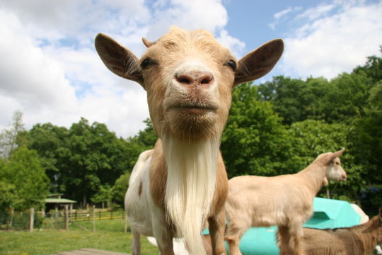 ch&egrave;vre naine ferme p&eacute;dagogique