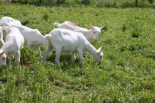 Chevrettes au p&acirc;turage