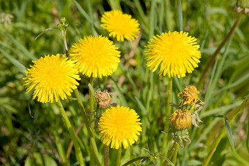 Dandelions