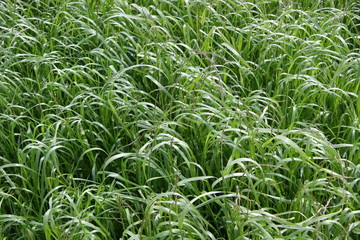 ray-grass d'Italie (Lolium multiflorum Lam.)