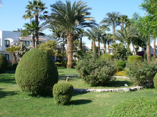 Восточный сад