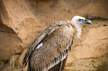 Griffon vulture (Gyps fulvus)