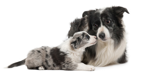 Border Collies interacting in front of white background