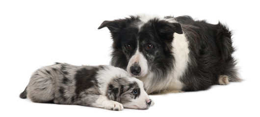 Border Collies lying in front of white background
