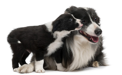 Border Collies interacting in front of white background