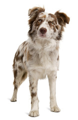 Red Merle Border Collie, 6 months old, in front of white backgro