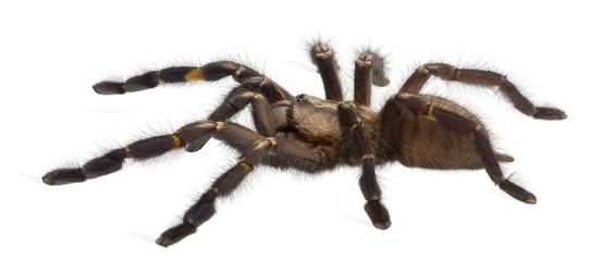 Tarantula spider, Poecilotheria Metallica, in front of white bac