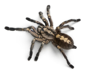 Tarantula spider, Poecilotheria Metallica, in front of white bac