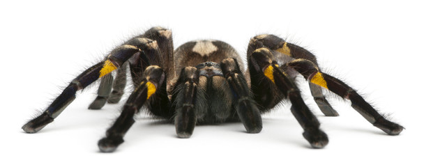 Tarantula spider, Poecilotheria Metallica, in front of white bac - obrazy, fototapety, plakaty