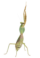 Female Praying Mantis, Rhombodera Basalis