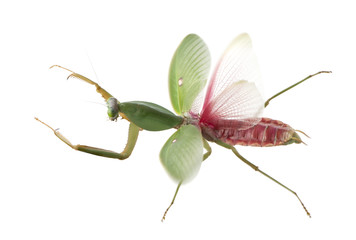 Female Praying Mantis, Rhombodera Basalis