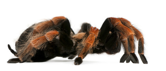 Tarantula spider, Brachypelma Boehmei