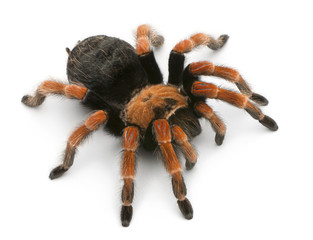 Tarantula spider, Brachypelma Boehmei